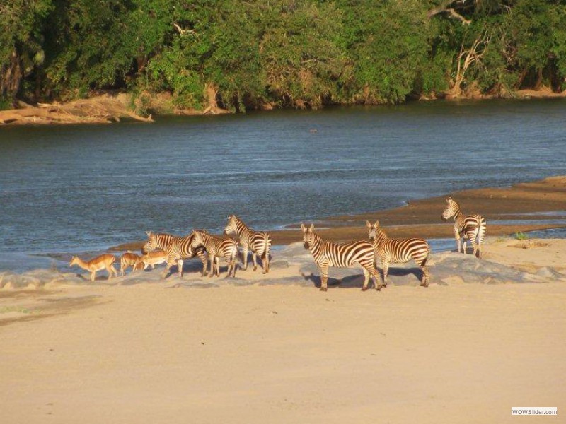 Zebras at Galana River